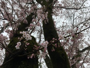 桜がきれいに咲きました🌸