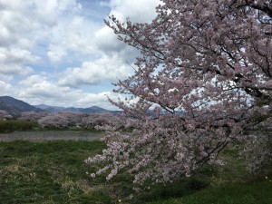 美しい日本の桜🌸