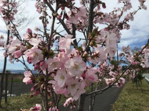 通勤路で咲く桜の花🌸
