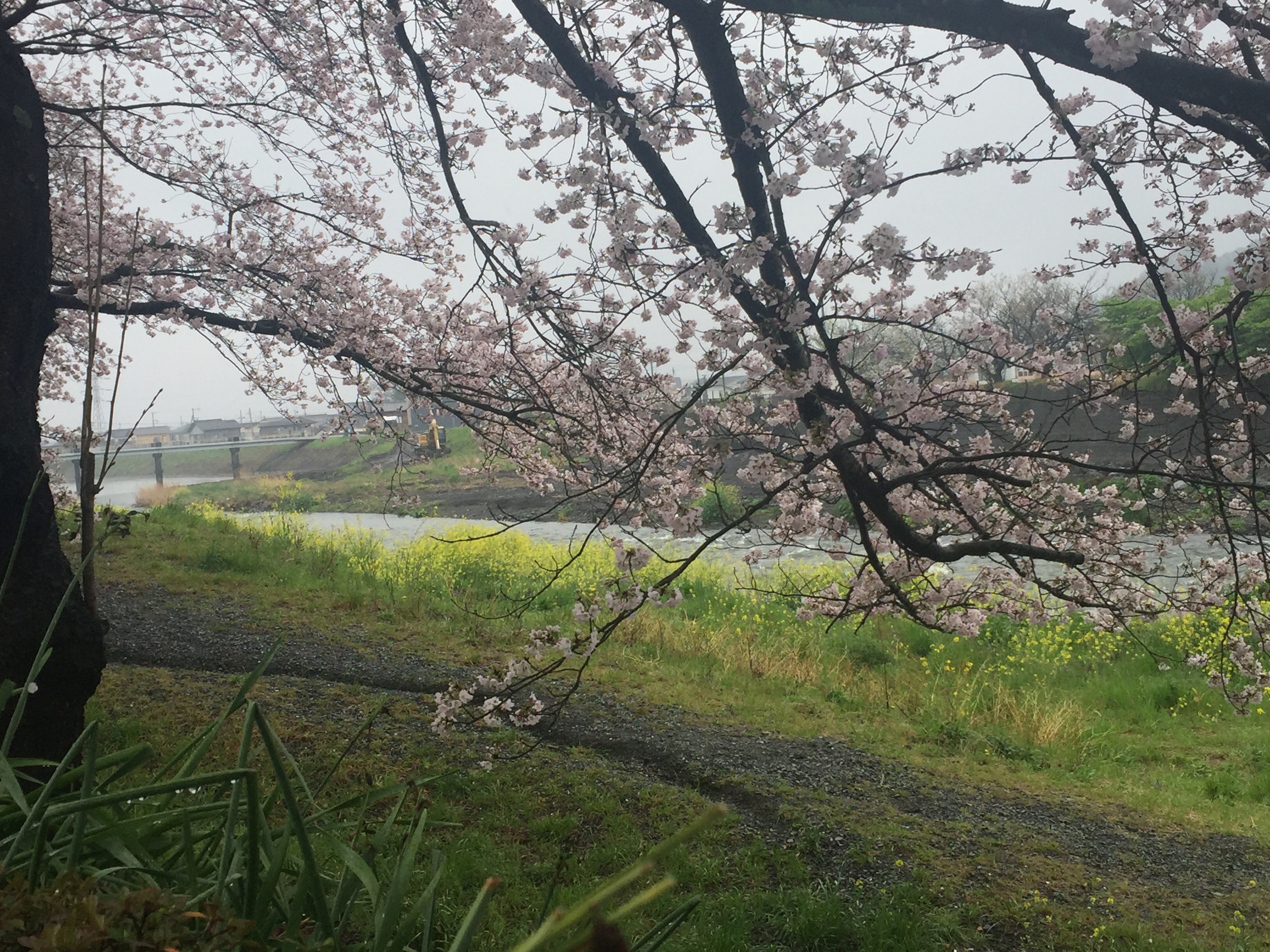富士市滝戸の桜