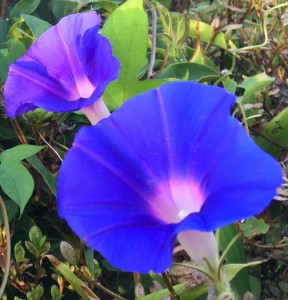 青紫色のアサガオ
