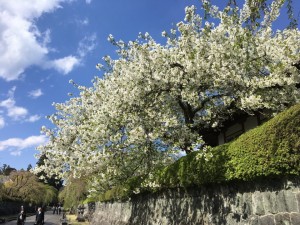 白い桜の花