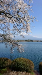 富士山と田貫湖と桜