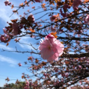 #桜