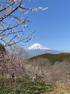 定番の岩本山の富士山