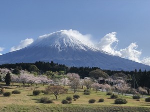 富士山と桜！