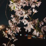 夜桜①
