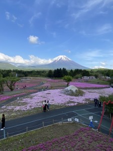 芝桜のダブル富士山を見に私も行ってみました。