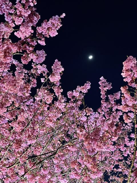 土肥金山の夜桜 背景
