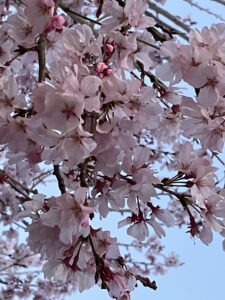 桜と富士山がきれいです☆♪